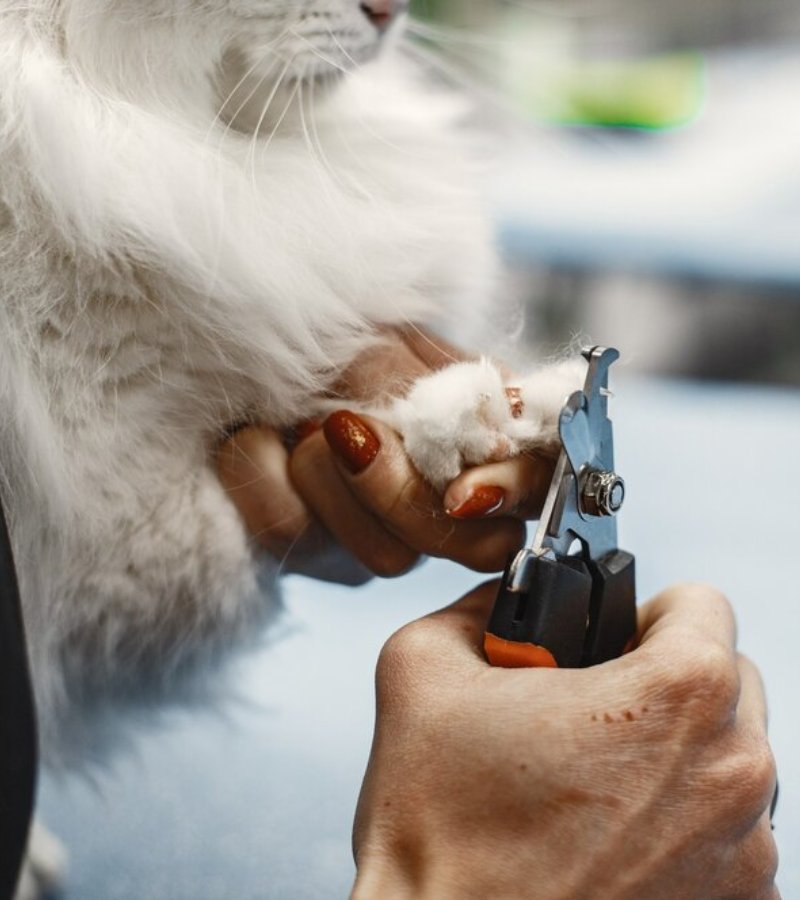 Happy groomed pet